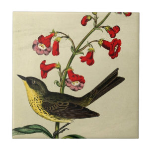 Vintage Kirtlands-Waldsänger-Vogel Fliese