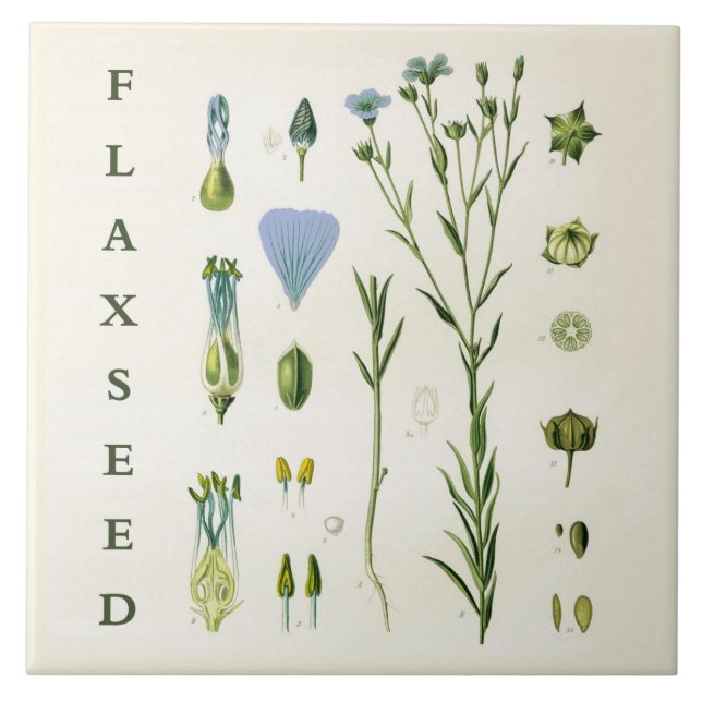 Vintage Kitchen Art: Flaxseed Linseed Flax Plant Fliese (Vorderseite)