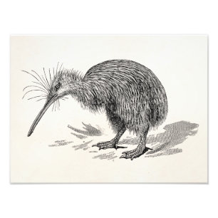 Vintage Kiwi-Vogel Antik-Vögel-Schablone Fotodruck