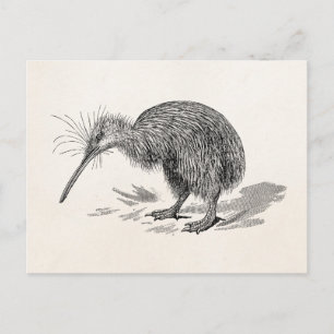 Vintage Kiwi-Vogel Antique Vögel Vorlage Postkarte