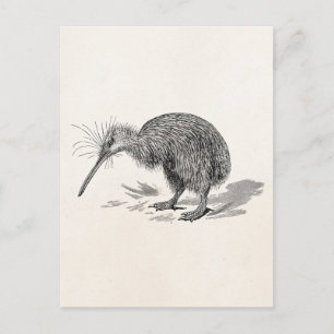 Vintage Kiwi-Vogel Antique Vögel Vorlage Postkarte