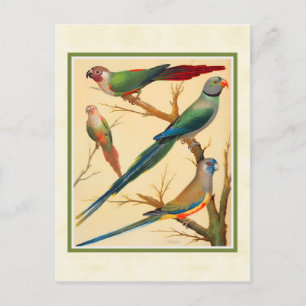 Vintage Kleider und Parakeets Postkarte