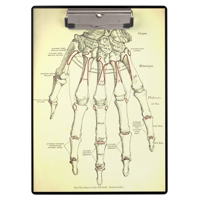 Vintage Knochen der Anatomie-| der Hand Klemmbrett (Vorderseite)