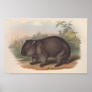 Vintage Koala Illustration Poster