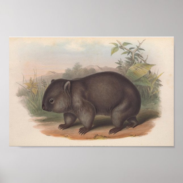 Vintage Koala Illustration Poster (Vorne)