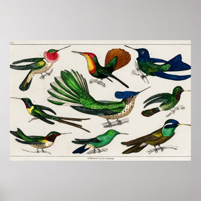 Vintage Kolibri-Abbildung Poster (Vorne)