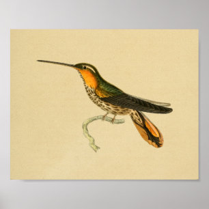 Vintage Kolibri-Druck-Orange 1830 Poster