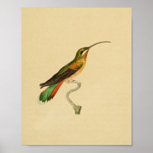 Vintage Kolibri-Druck von 1830 Poster