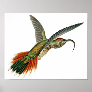 Vintage-Kolibri-Illustration Poster