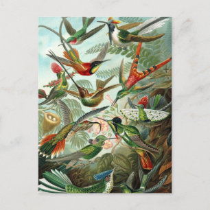 Vintage Kolibri-Illustration Postkarte