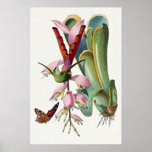 Vintage-Kolibri-Illustrationsposter Poster