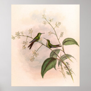 Vintage Kolibris Familien-Blumenkunst Poster