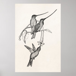 Vintage Kolibris lange Schnäbel personalisierte Vö Poster