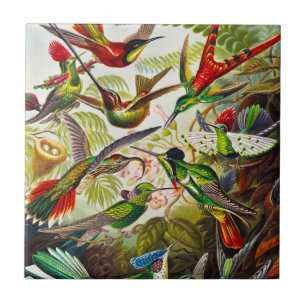 Vintage Kolibris von Ernst Haeckel Fliese