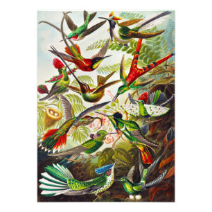 Vintage Kolibris von Ernst Haeckel Fotodruck