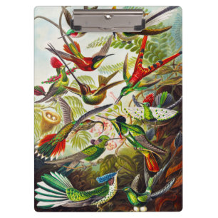 Vintage Kolibris von Ernst Haeckel Klemmbrett