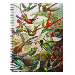 Vintage Kolibris von Ernst Haeckel Notizblock