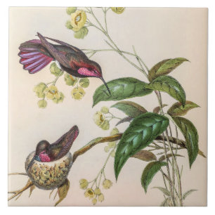 Vintage Kolibris von John Gould Fliese