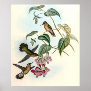 Vintage Kolibris von John Gould Poster