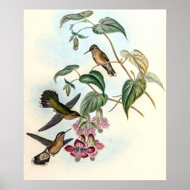 Vintage Kolibris von John Gould Poster (Vorne)