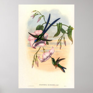 Vintage Kolibris von John Gould Poster