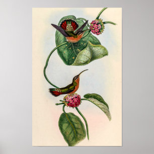 Vintage Kolibris von John Gould Poster