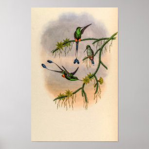 Vintage Kolibris von John Gould Poster