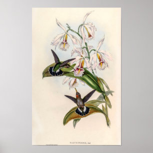 Vintage Kolibris von John Gould Poster