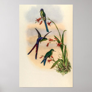 Vintage Kolibris von John Gould Poster