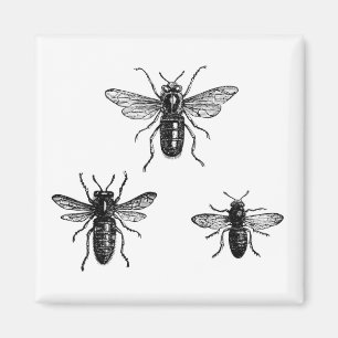 Vintage Königin Biene & arbeitende Bienen Illustra Magnet