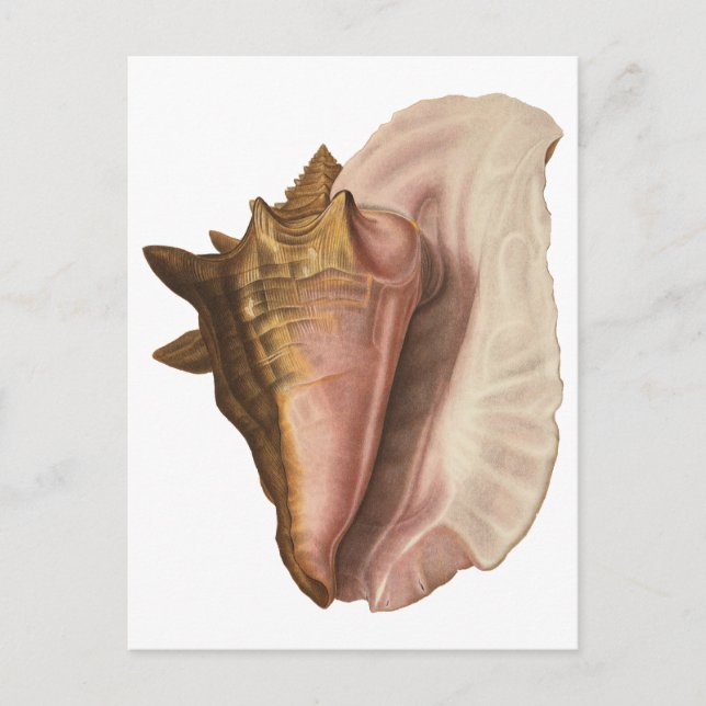 Vintage Königin Conch Seashell Muschel, Meerestier Postkarte (Vorderseite)