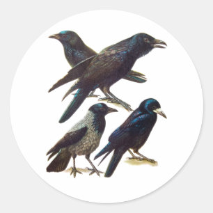Vintage-Krähen- und Raben-Collage, schwarze Vögel Runder Aufkleber
