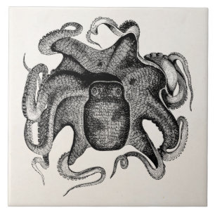 Vintage Krake mögen Kopffüßer 1800s Fliese