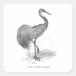 Vintage Kranich-Vogel Feder-und-Tinte-Zeichnung Quadratischer Aufkleber