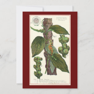 Vintage Kräuter Gewürze, Pflanze Black Pepper