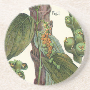 Vintage Kräuter Gewürze, Pflanze Black Pepper Getränkeuntersetzer