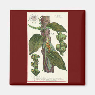 Vintage Kräuter Gewürze, Pflanze Black Pepper Magnet