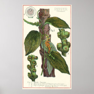 Vintage Kräuter Gewürze, Pflanze Black Pepper Poster