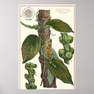 Vintage Kräuter Gewürze, Pflanze Black Pepper Poster