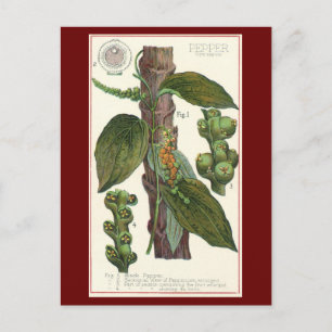 Vintage Kräuter Gewürze, Pflanze Black Pepper Postkarte