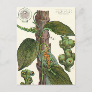 Vintage Kräuter Gewürze, Pflanze Black Pepper Postkarte