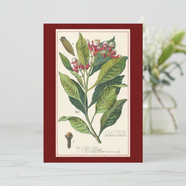 Vintage Kräuter Gewürze, Pflanze der Gewürze (Stehend Vorderseite)