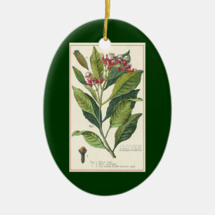 Vintage Kräuter Gewürze, Pflanze der Gewürze Keramikornament