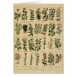 Vintage Kräuterpostkarten-Reihe - 4