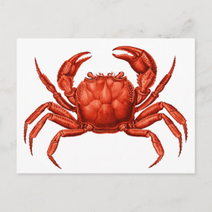Vintage-Krebs-Design Postkarte