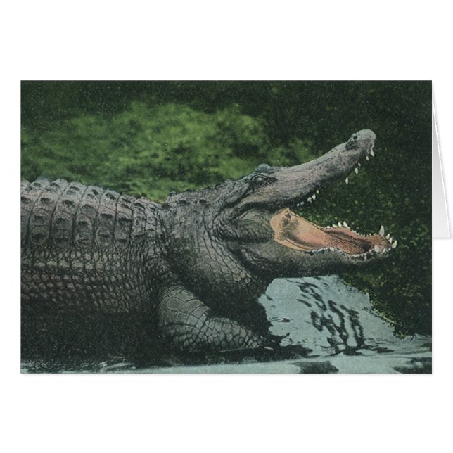 Vintage Krokodile Reptilien, Meerestierleben (Vorderseite (Horizontal))