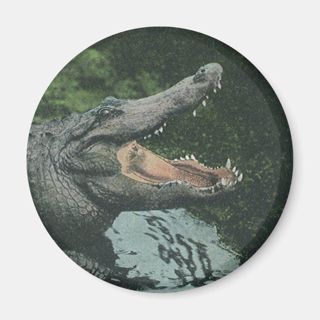 Vintage Krokodile Reptilien, Meerestierleben Magnet (Vorne)
