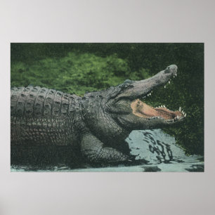 Vintage Krokodile Reptilien, Meerestierleben Poster