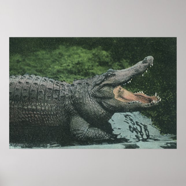 Vintage Krokodile Reptilien, Meerestierleben Poster (Vorne)