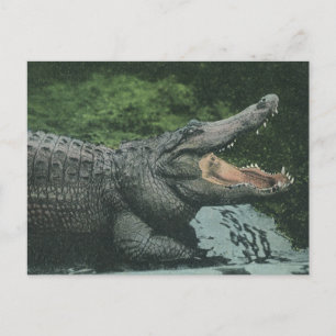 Vintage Krokodile Reptilien, Meerestierleben Postkarte